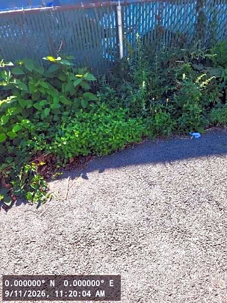 Image submitted with report