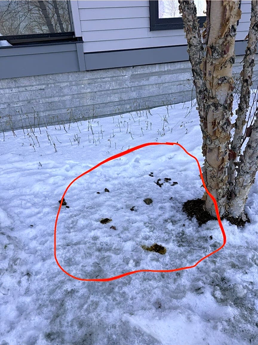 Image submitted with report