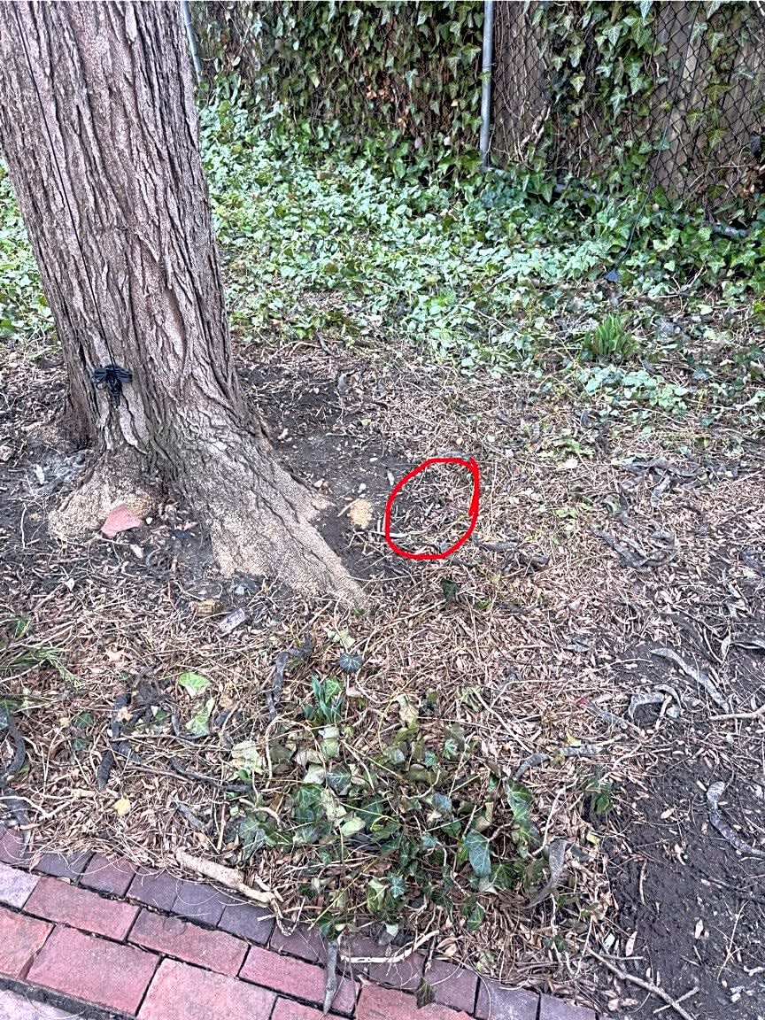 Image submitted with report