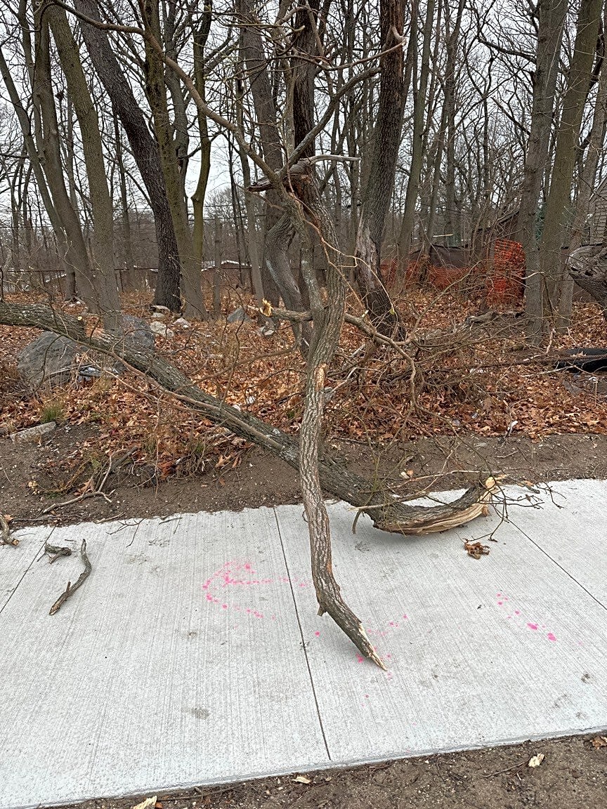 Image submitted with report