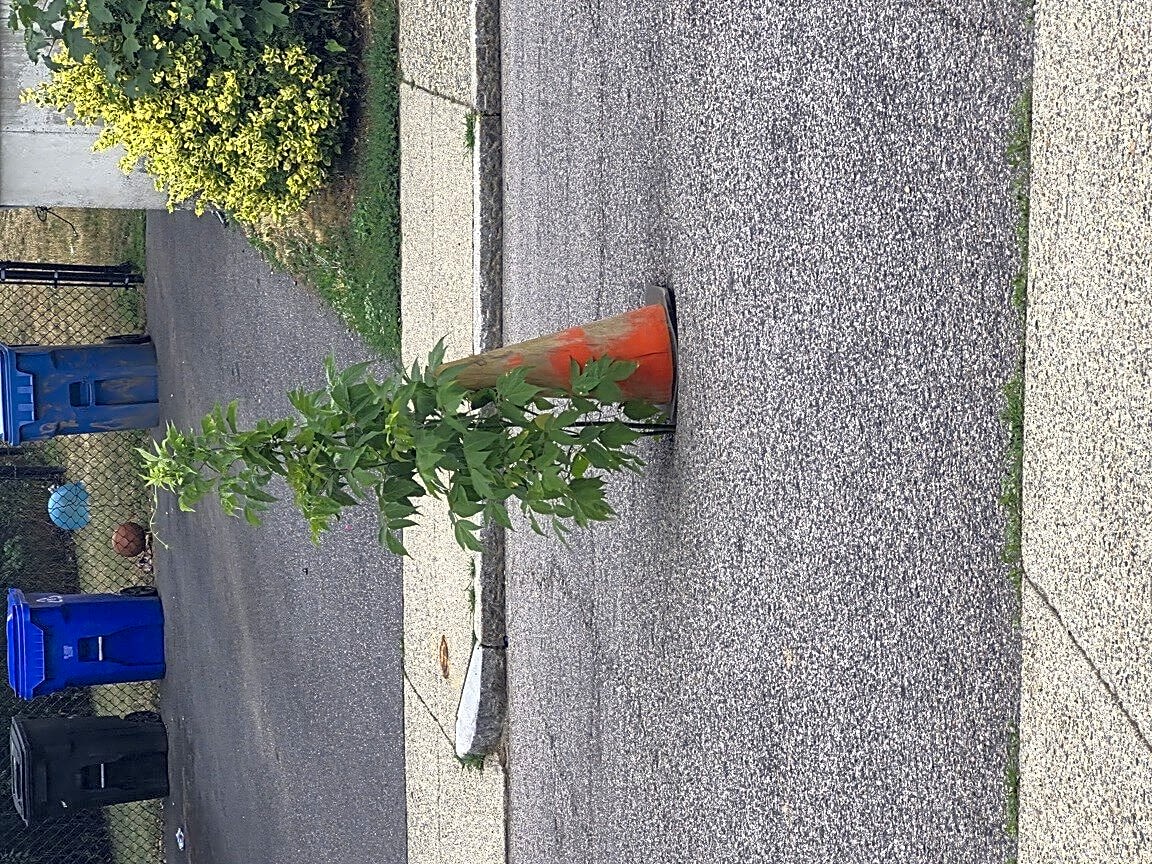 Image submitted with report