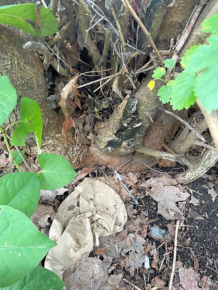 Image submitted with report