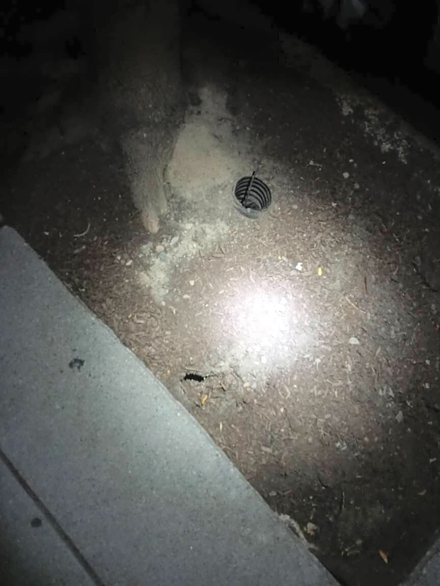 Image submitted with report