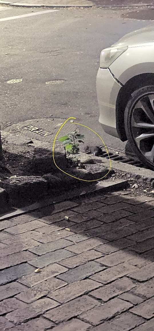 Image submitted with report