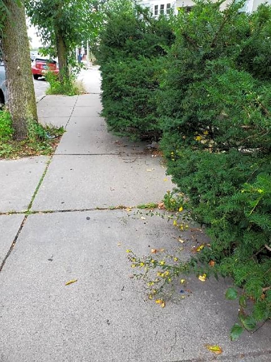 Image submitted with report