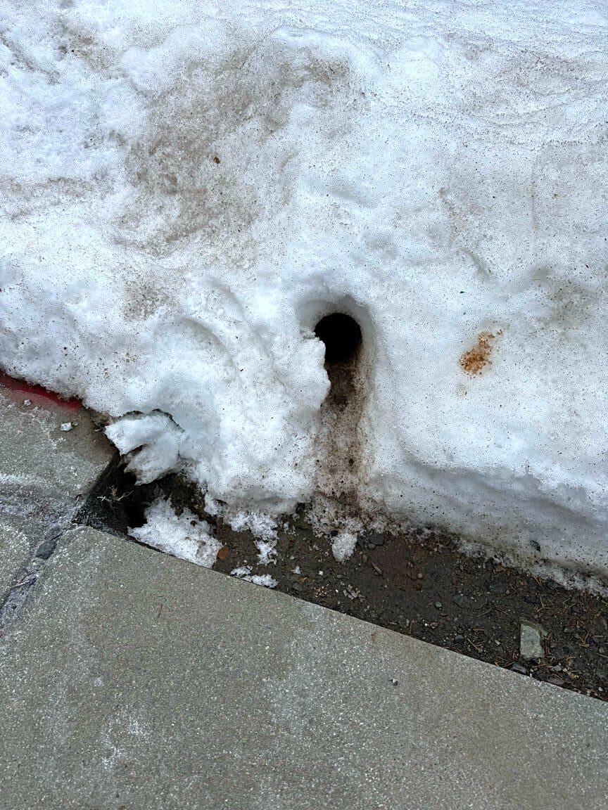 Image submitted with report