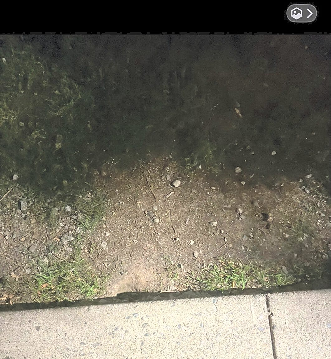 Image submitted with report
