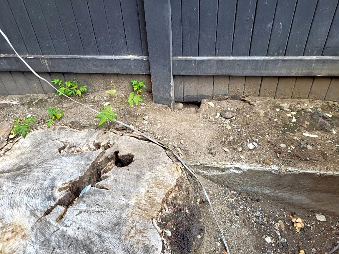 Image submitted with report