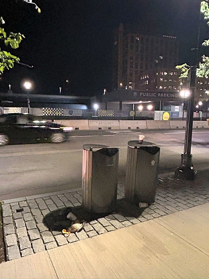 Image submitted with report