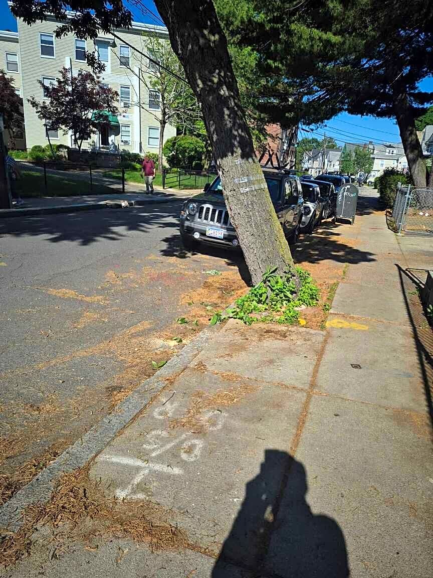 Image submitted with report