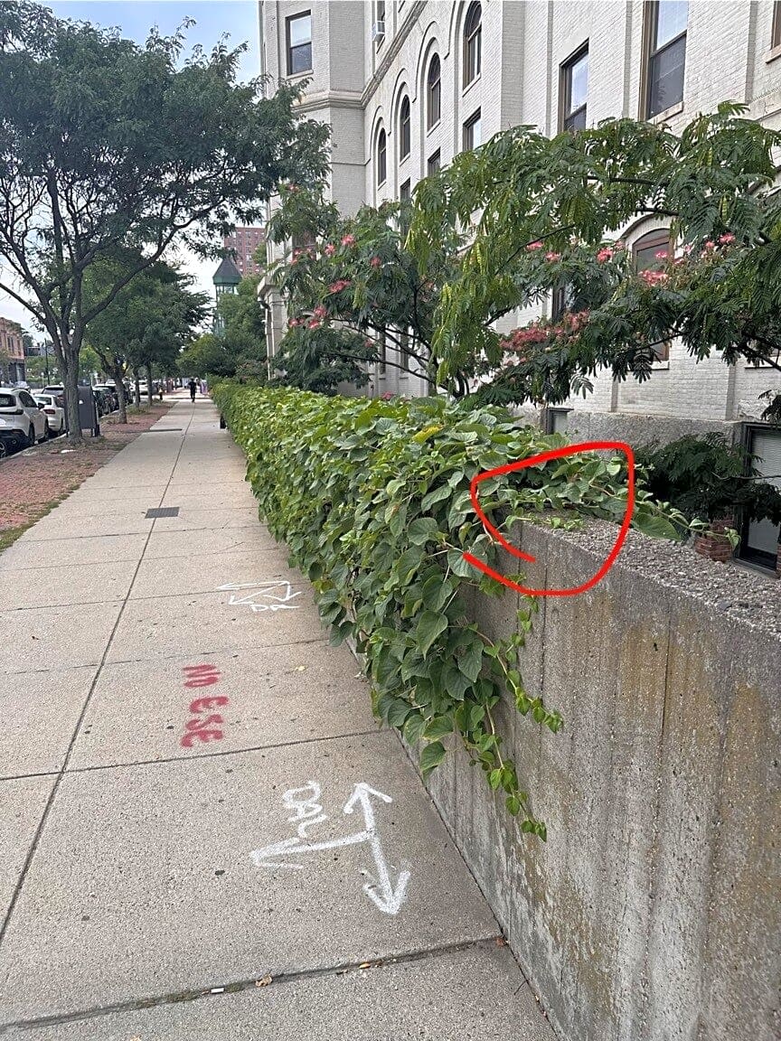 Image submitted with report