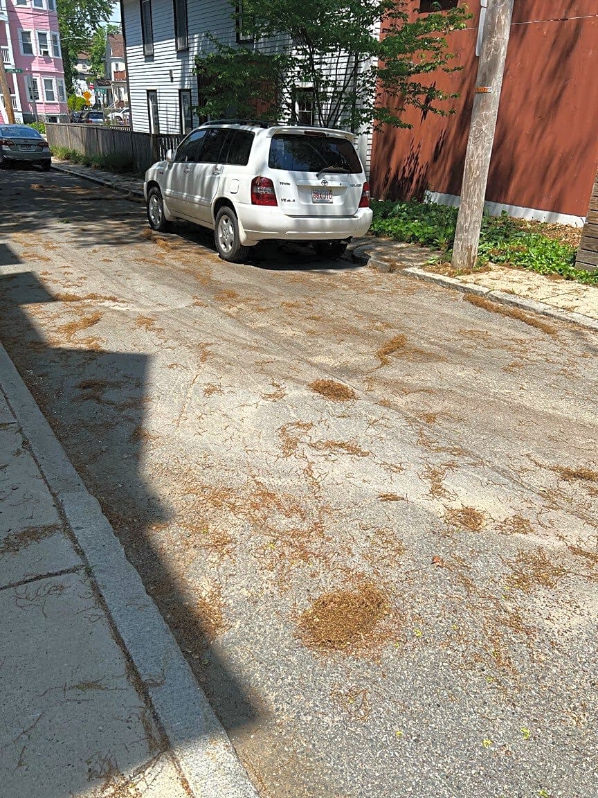Image submitted with report