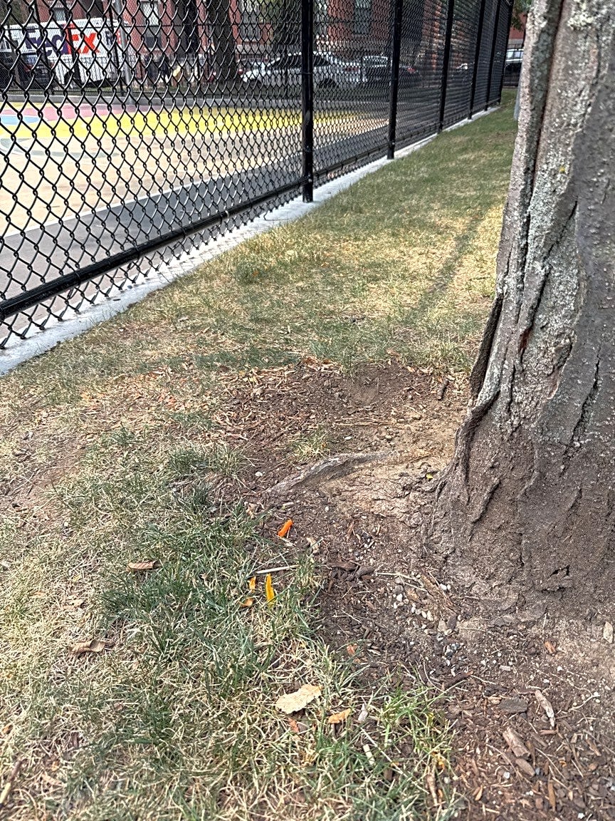 Image submitted with report