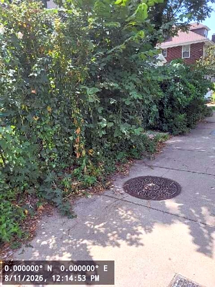 Image submitted with report