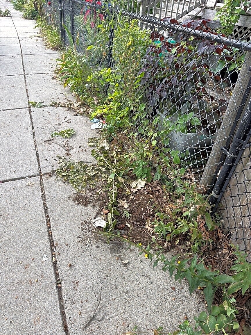 Image submitted with report