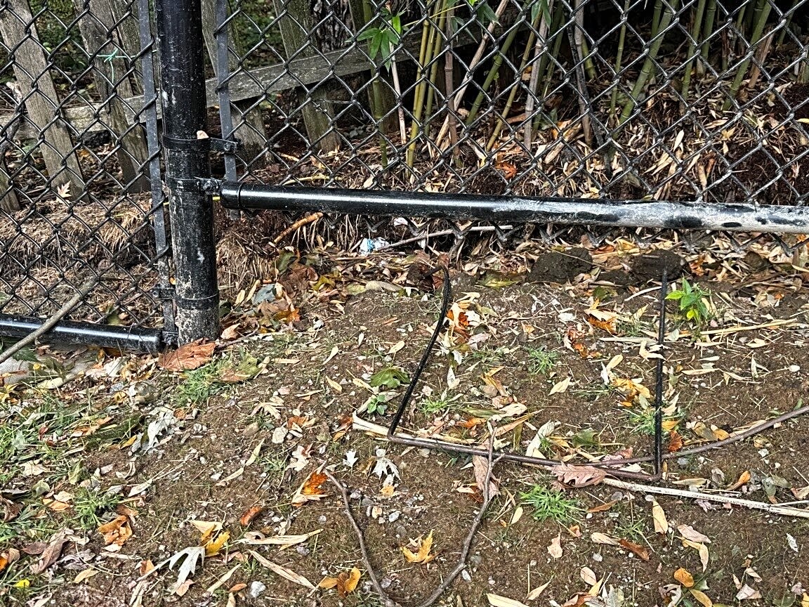 Image submitted with report