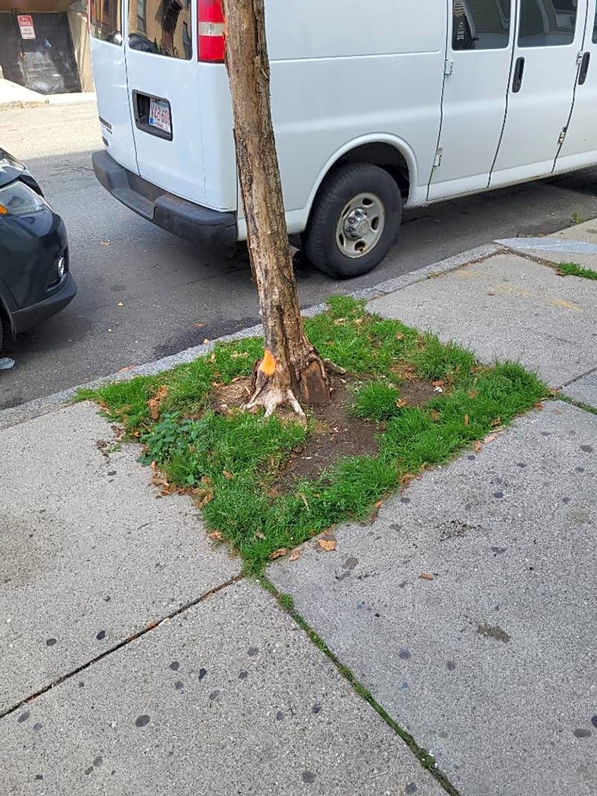 Image submitted with report