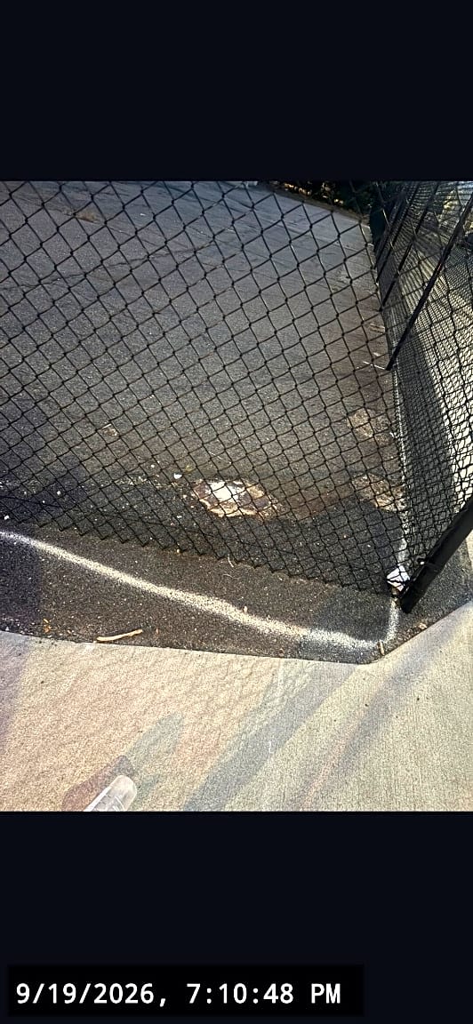 Image submitted with report