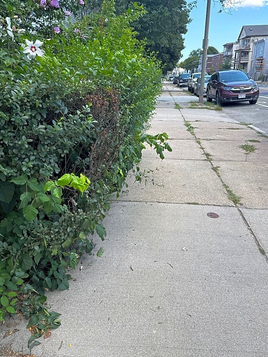 Image submitted with report