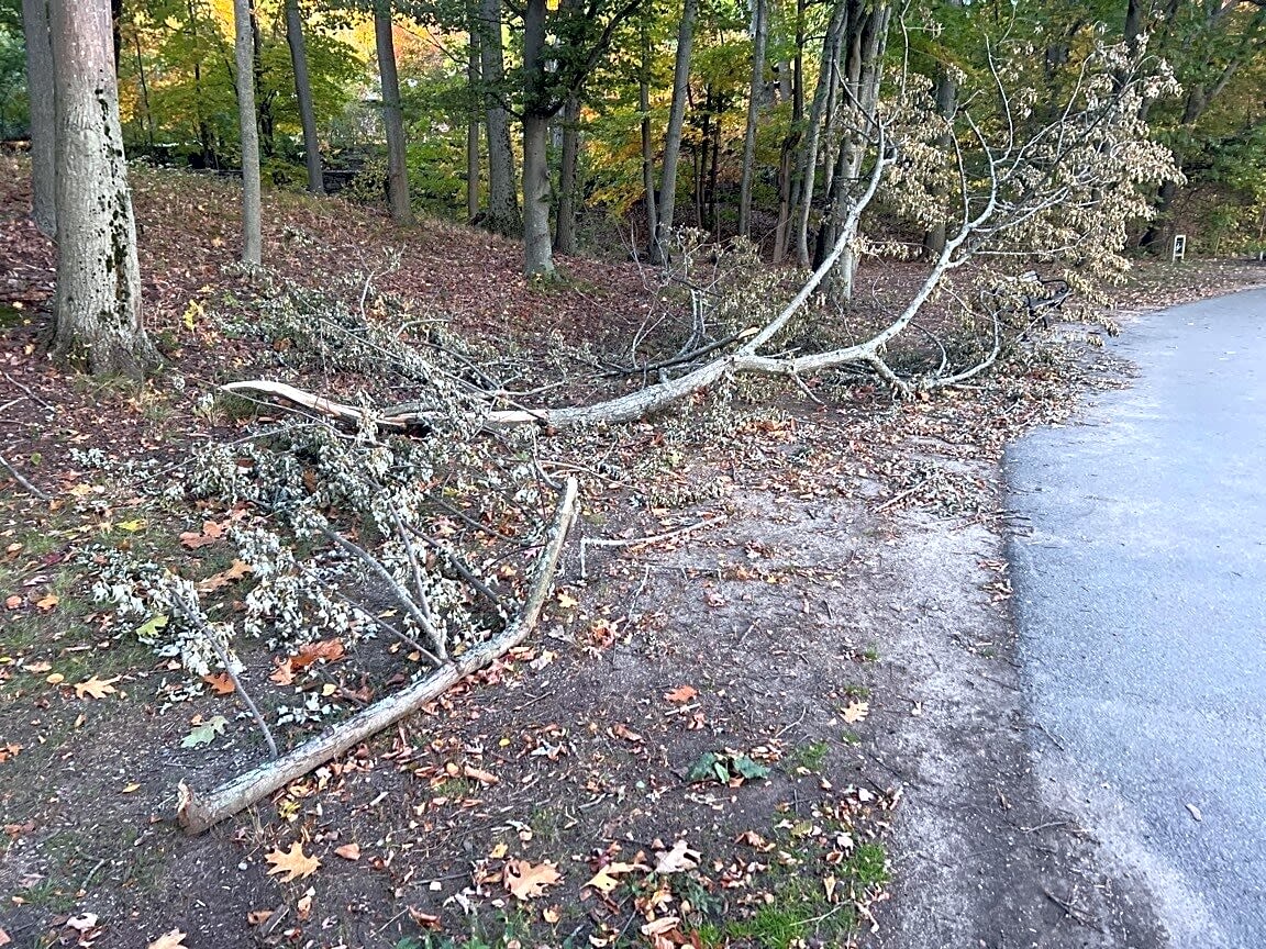 Image submitted with report
