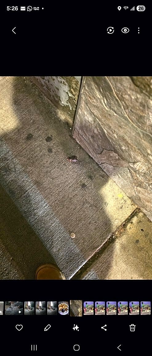 Image submitted with report