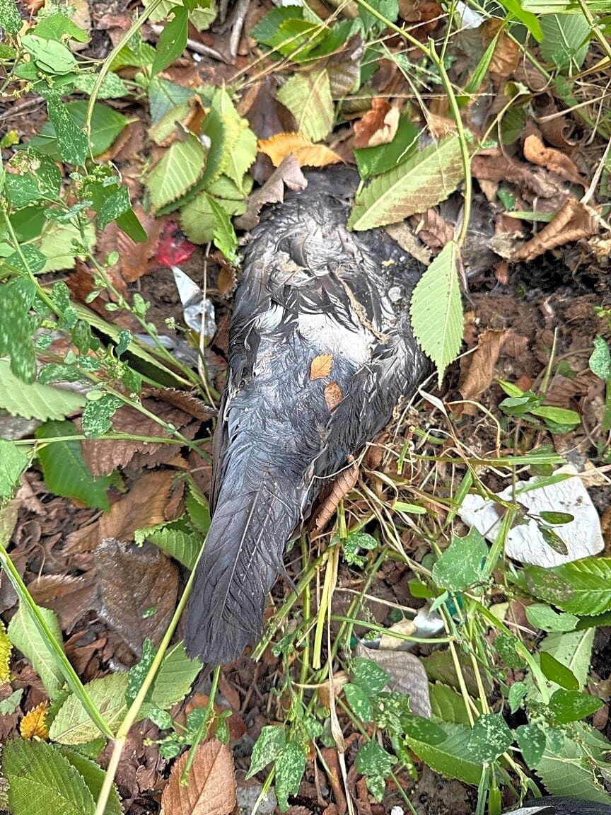 Image submitted with report