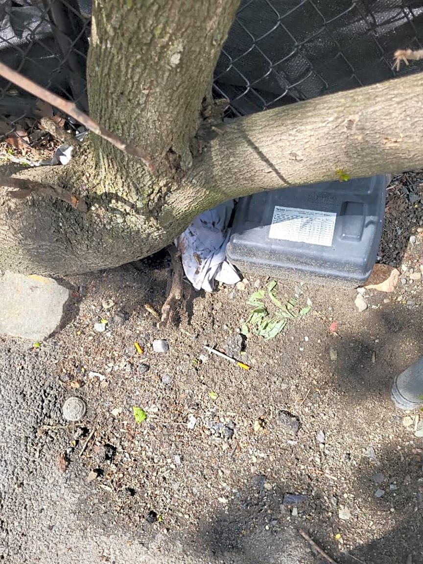 Image submitted with report