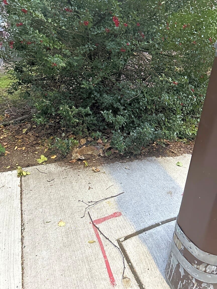 Image submitted with report