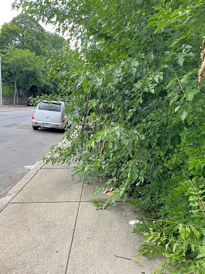 Image submitted with report