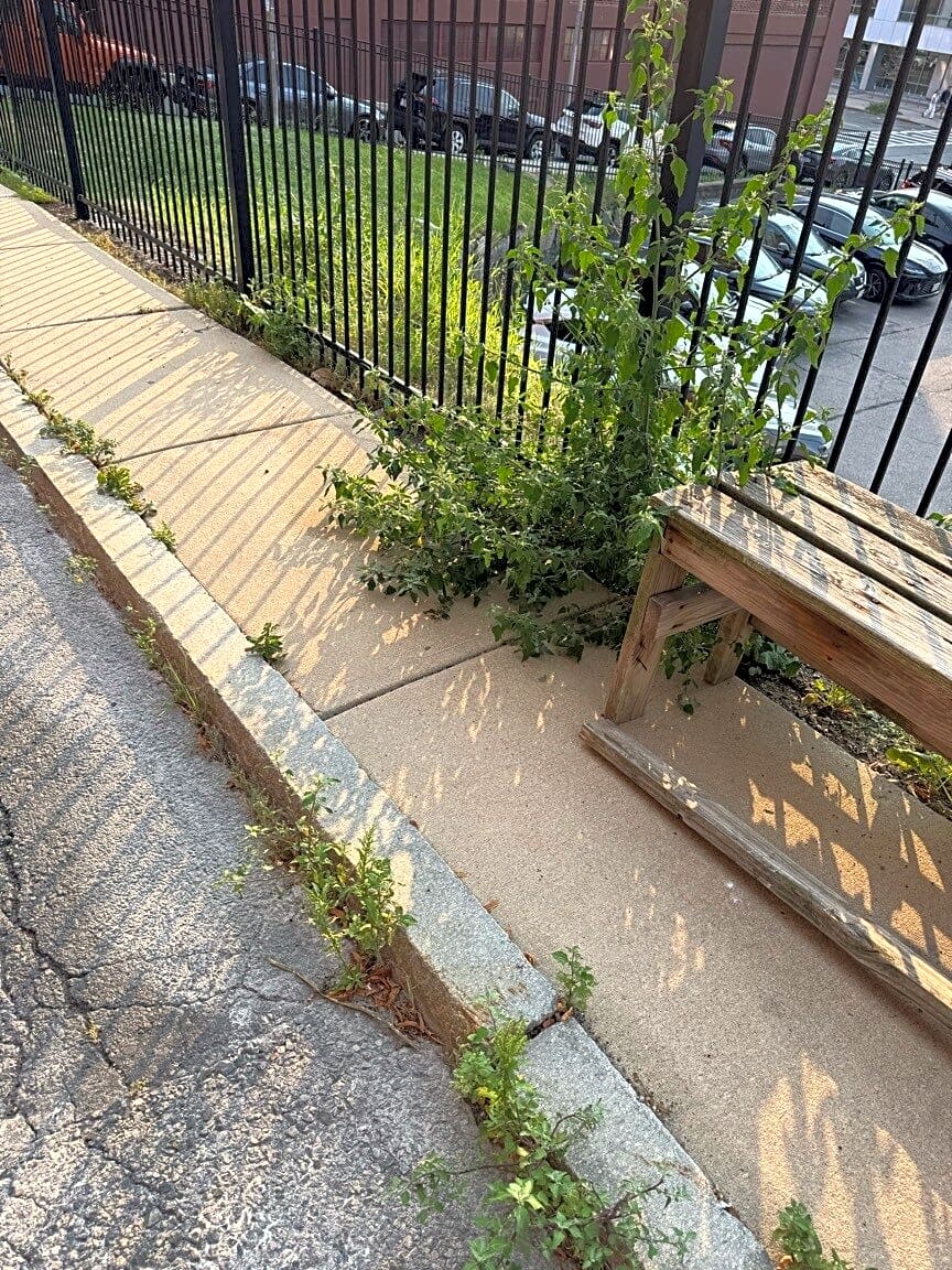 Image submitted with report