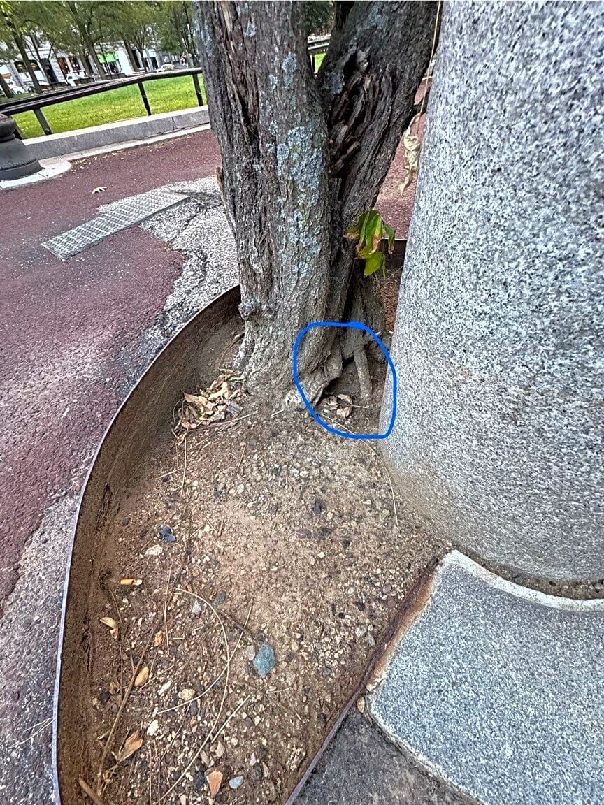 Image submitted with report