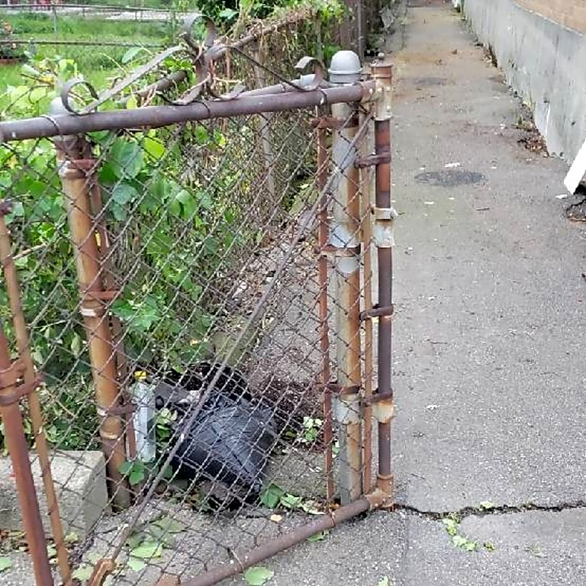 Image submitted with report