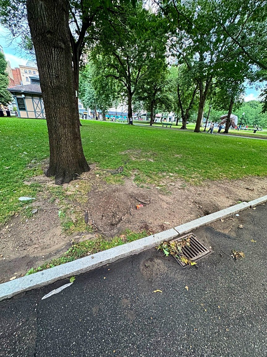 Image submitted with report