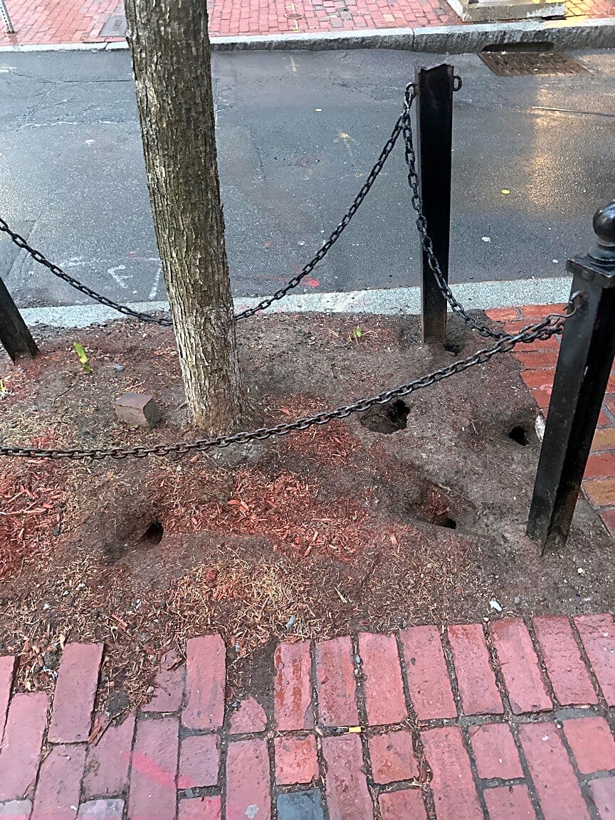 Image submitted with report