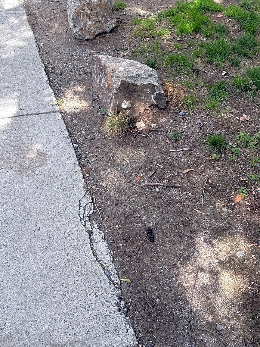 Image submitted with report