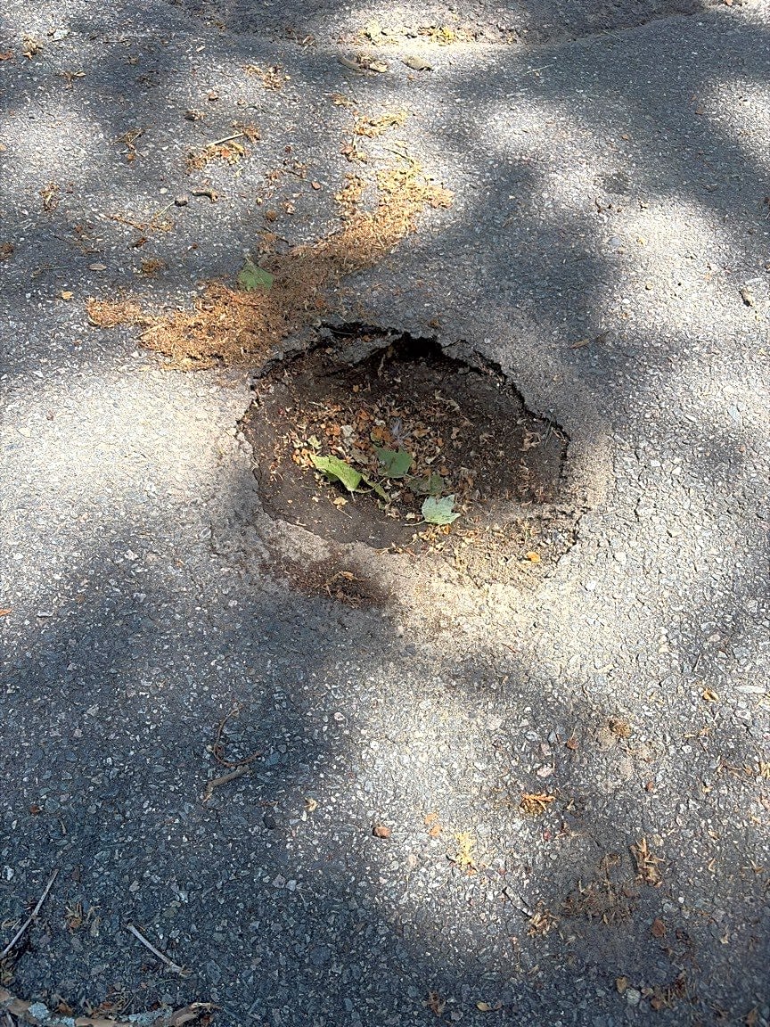 Image submitted with report