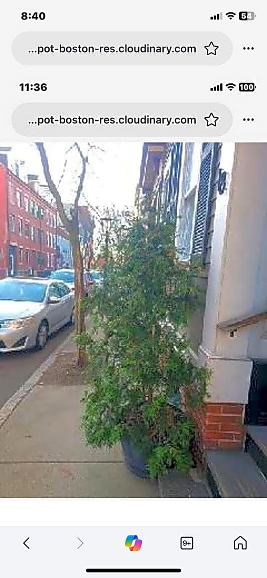 Image submitted with report