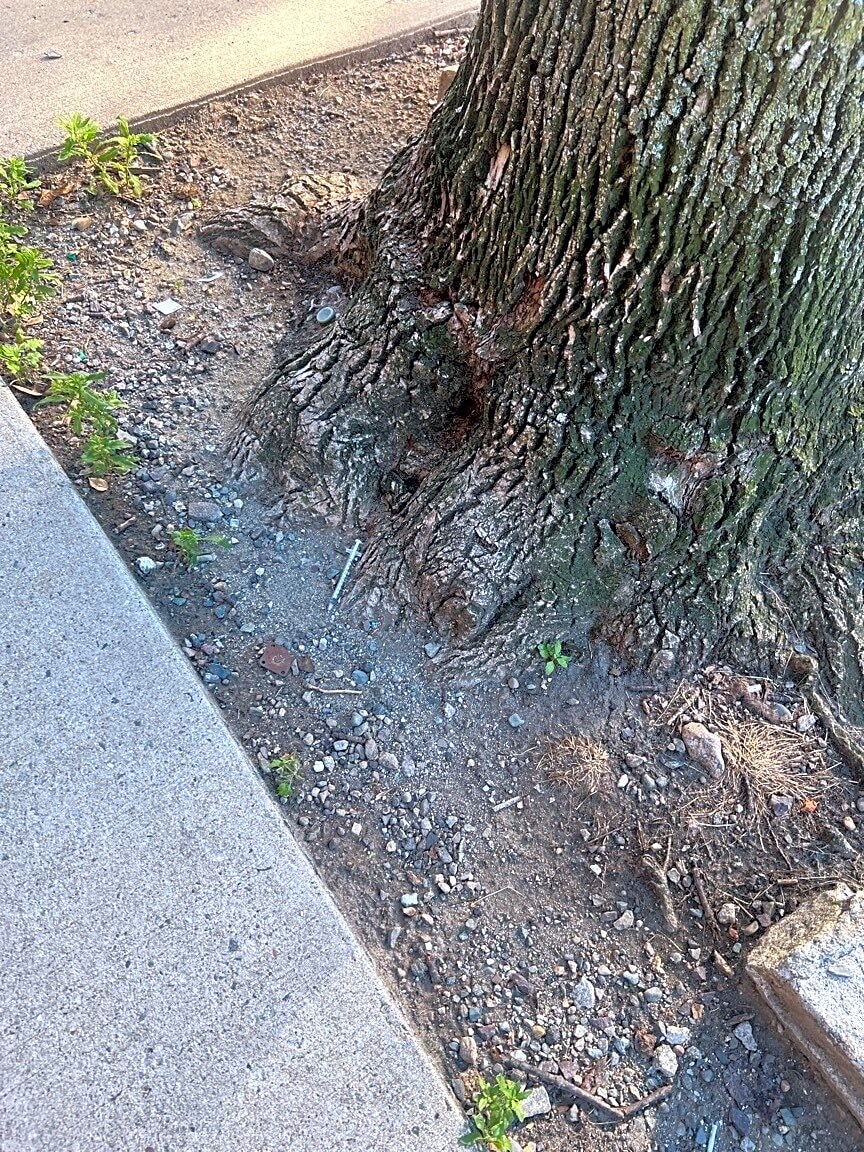 Image submitted with report