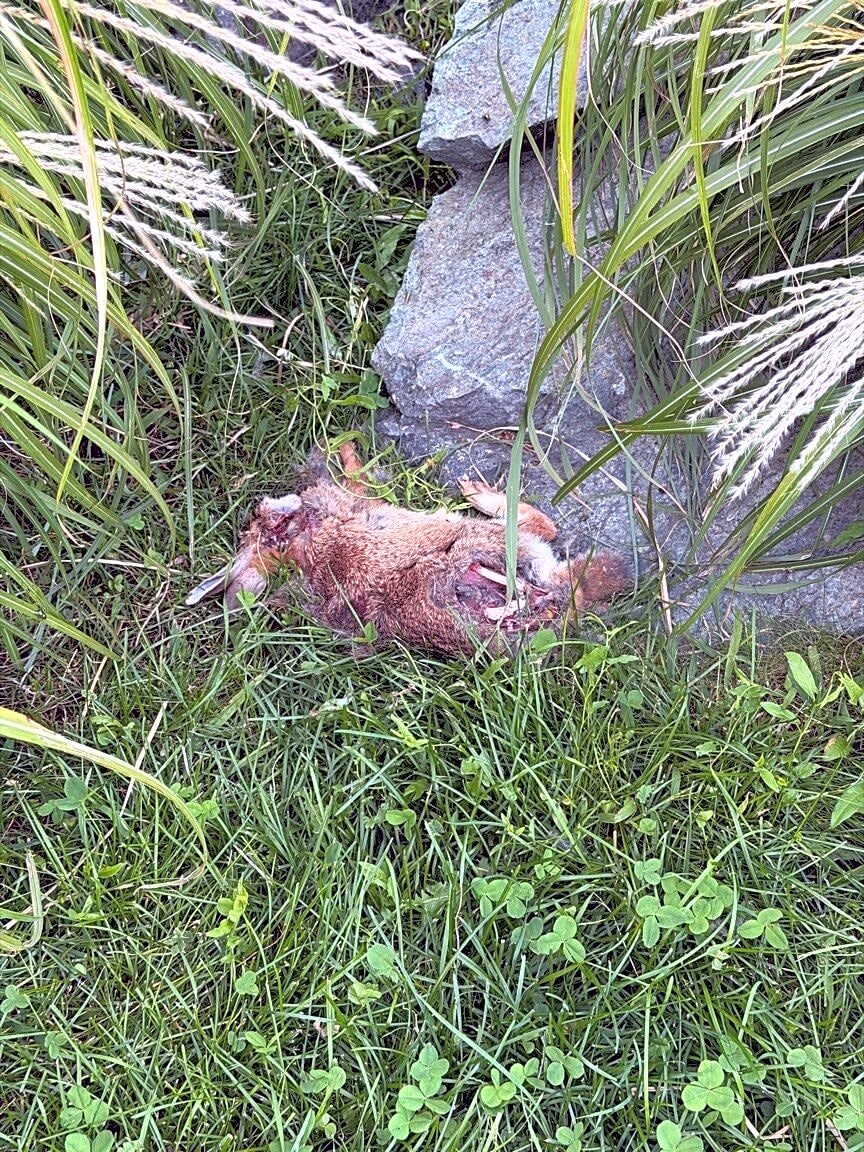 Image submitted with report