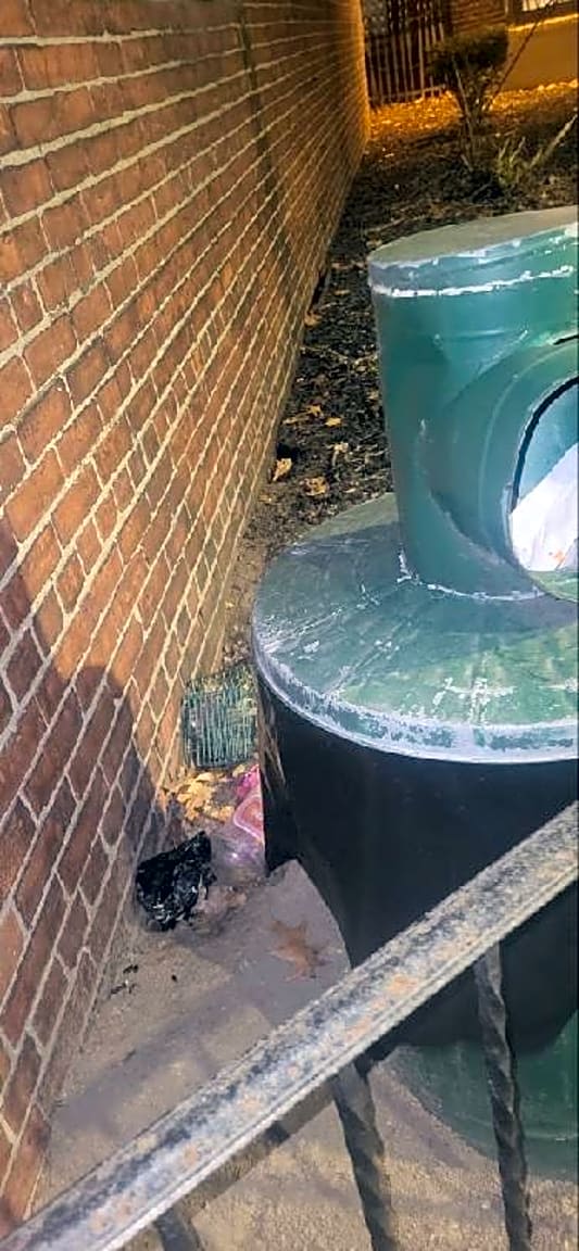 Image submitted with report