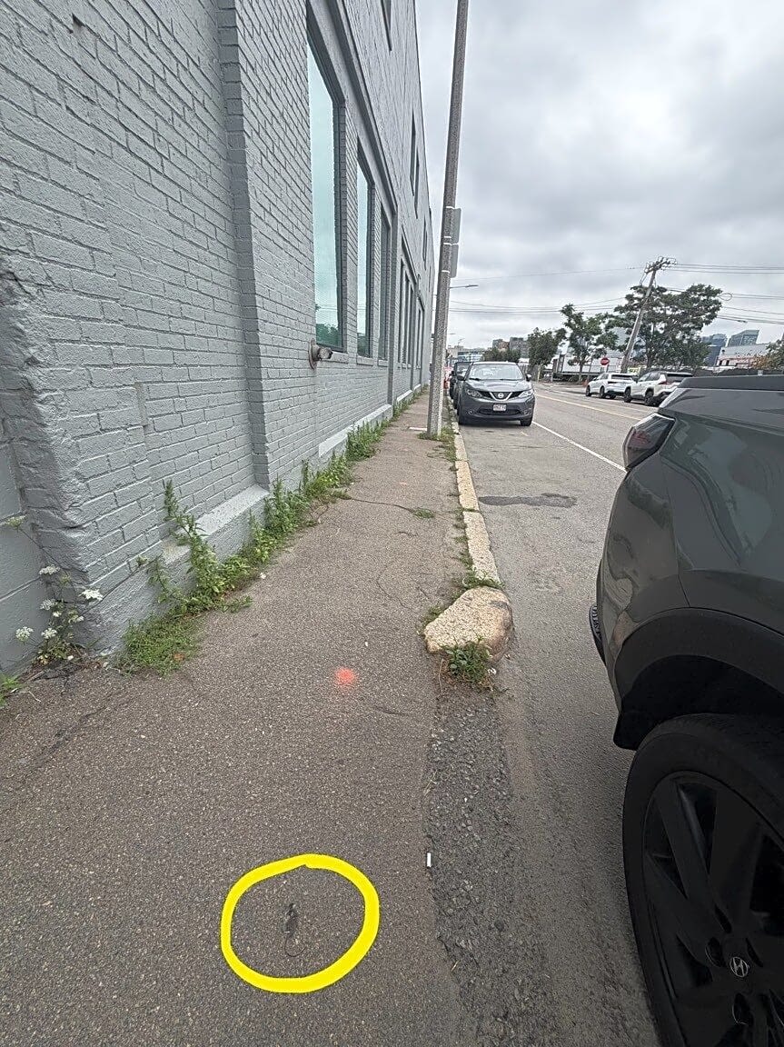 Image submitted with report