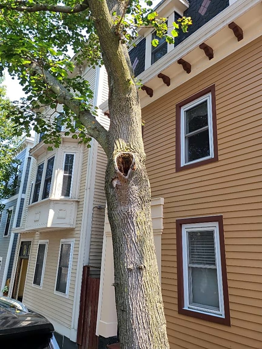 Image submitted with report