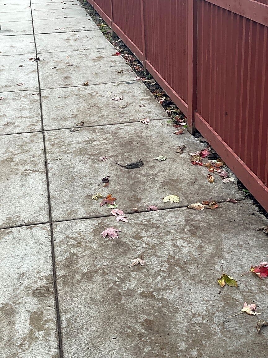 Image submitted with report
