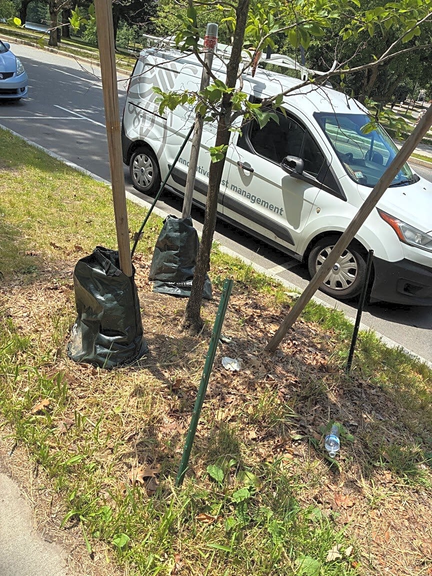 Image submitted with report
