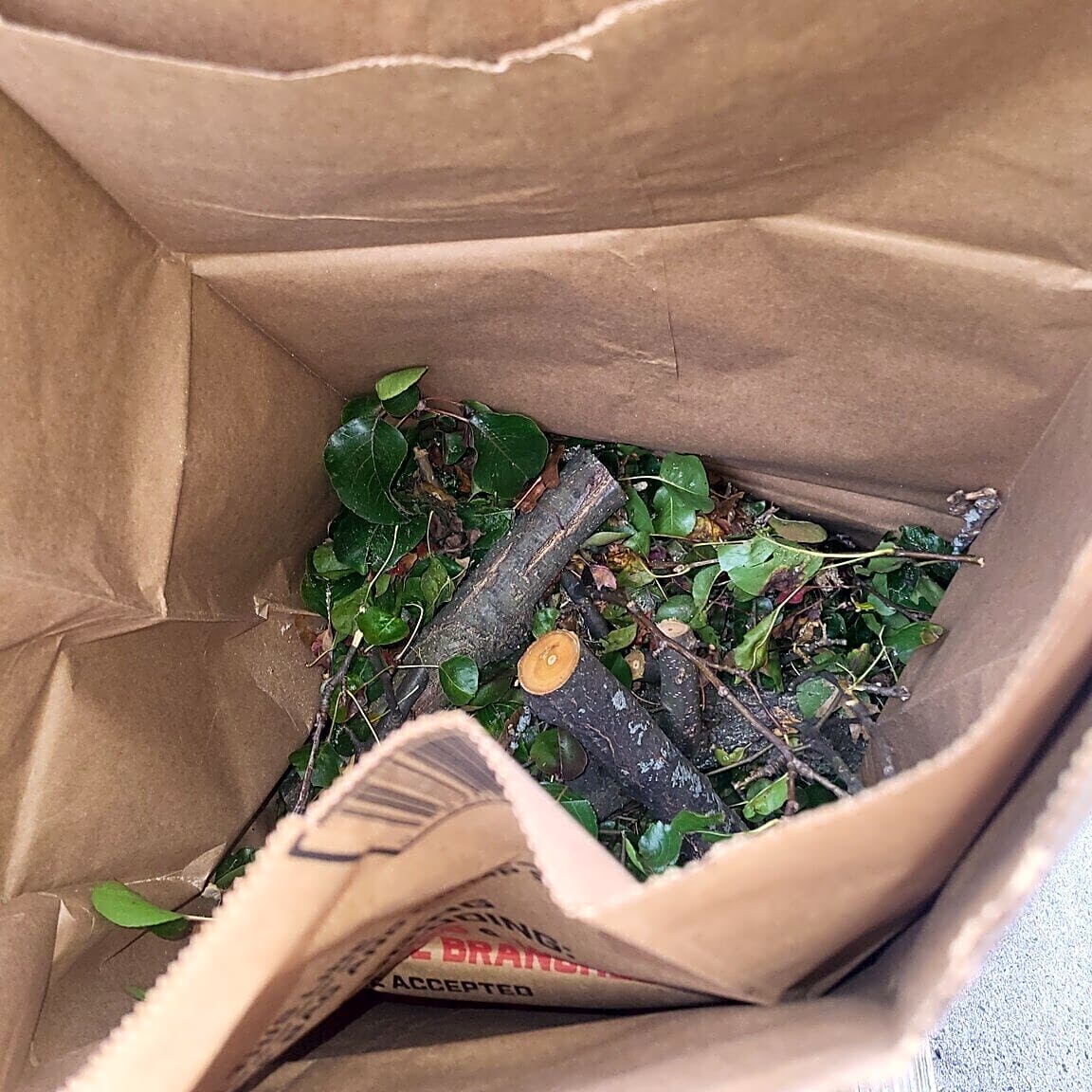 Image submitted with report