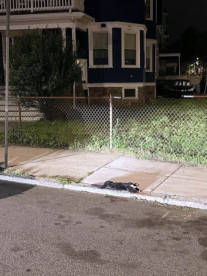 Image submitted with report