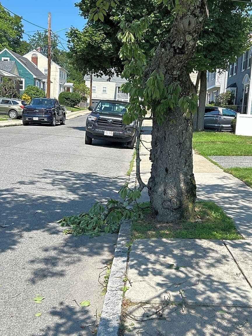 Image submitted with report