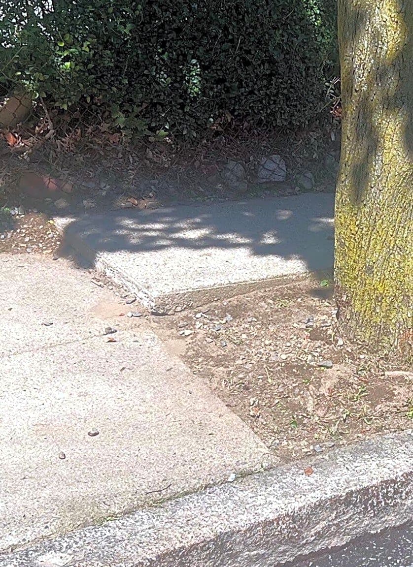 Image submitted with report