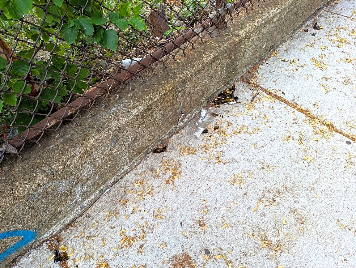 Image submitted with report
