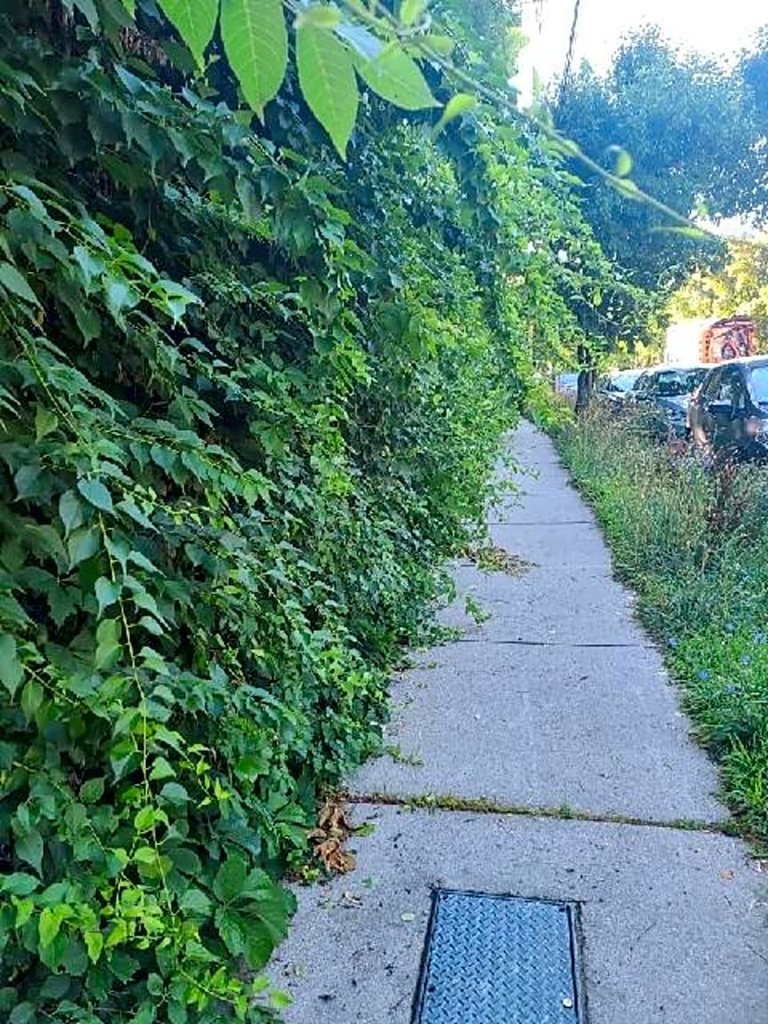 Image submitted with report